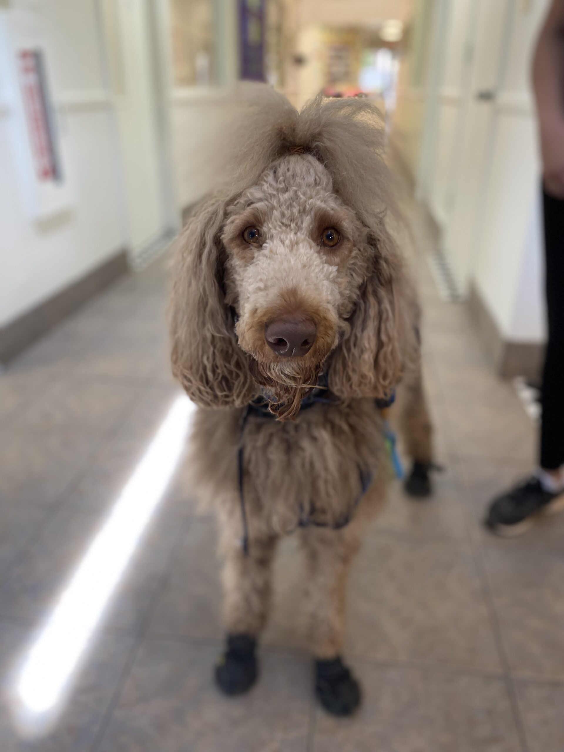 SDSA Staff Spotlight: Kristina